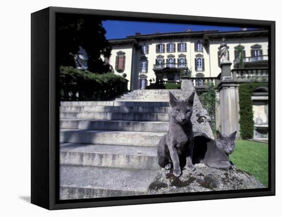 Two Russian Blue Cats Sunning on Garden Stone Steps, Italy-Adriano Bacchella-Framed Premier Image Canvas