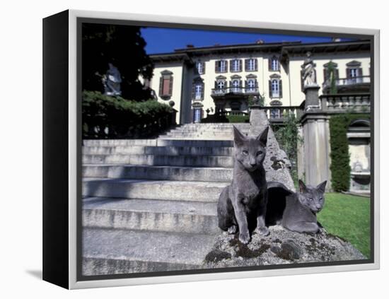 Two Russian Blue Cats Sunning on Garden Stone Steps, Italy-Adriano Bacchella-Framed Premier Image Canvas