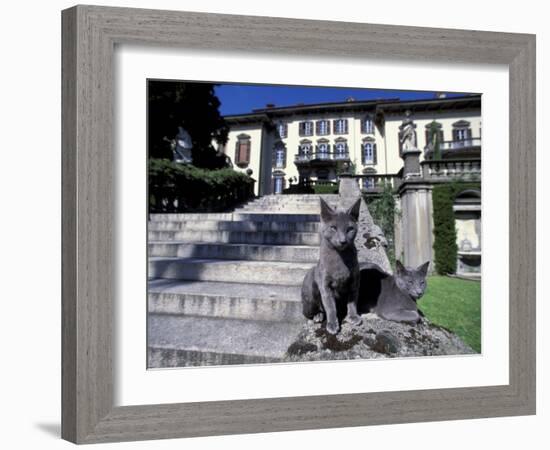 Two Russian Blue Cats Sunning on Garden Stone Steps, Italy-Adriano Bacchella-Framed Photographic Print