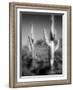 Two Saguaro (Carnegiea Gigantea) Cactii-Diane Miller-Framed Photographic Print