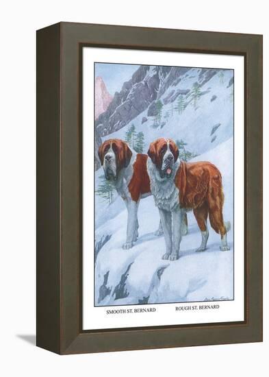 Two Saint Bernards-Louis Agassiz Fuertes-Framed Stretched Canvas