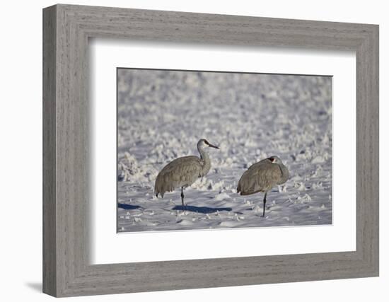 Two Sandhill Crane (Grus Canadensis) in the Snow-James Hager-Framed Photographic Print