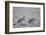 Two Sandhill Crane (Grus Canadensis) in the Snow-James Hager-Framed Photographic Print