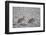 Two Sandhill Crane (Grus Canadensis) in the Snow-James Hager-Framed Photographic Print