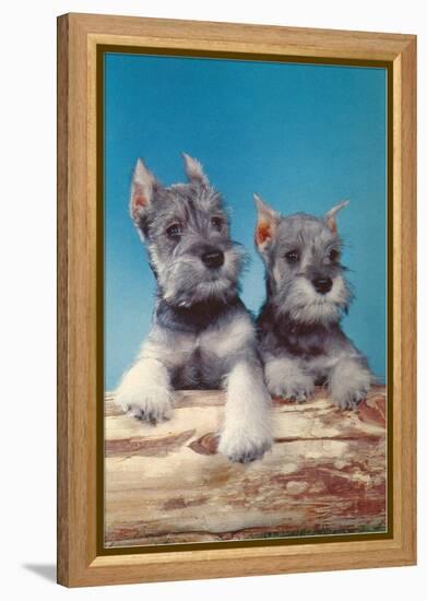 Two Schnauzer Puppies-null-Framed Stretched Canvas