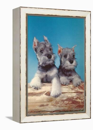 Two Schnauzer Puppies-null-Framed Stretched Canvas