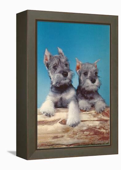 Two Schnauzer Puppies-null-Framed Stretched Canvas