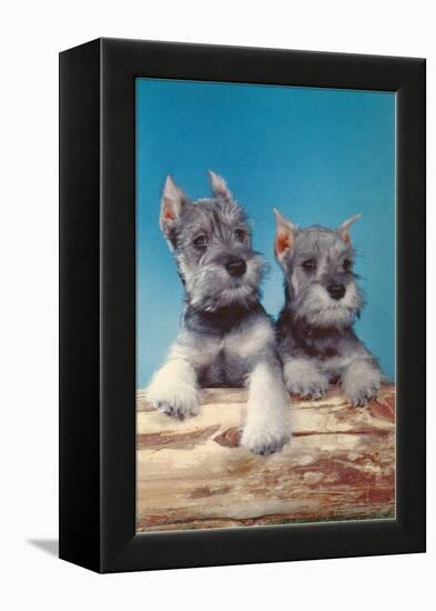 Two Schnauzer Puppies-null-Framed Stretched Canvas