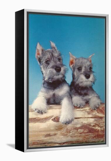 Two Schnauzer Puppies-null-Framed Stretched Canvas