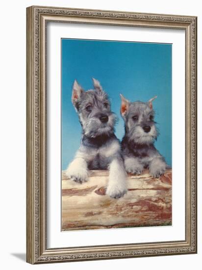 Two Schnauzer Puppies-null-Framed Art Print