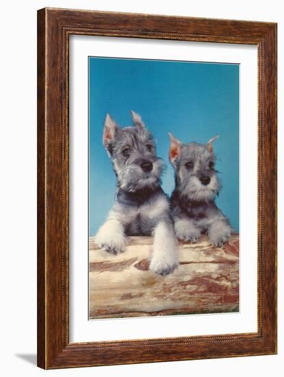 Two Schnauzer Puppies-null-Framed Art Print