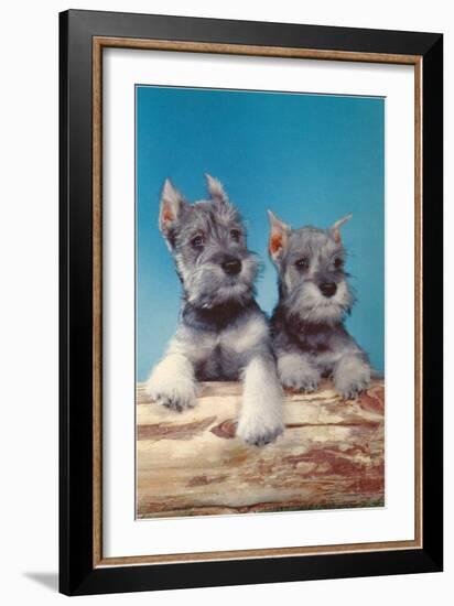 Two Schnauzer Puppies-null-Framed Art Print