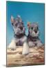 Two Schnauzer Puppies-null-Mounted Art Print