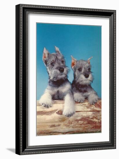 Two Schnauzer Puppies-null-Framed Art Print