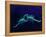 Two Scorpions Under Blacklight, Maverick County, Texas, USA-Cathy & Gordon Illg-Framed Premier Image Canvas