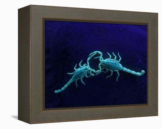 Two Scorpions Under Blacklight, Maverick County, Texas, USA-Cathy & Gordon Illg-Framed Premier Image Canvas