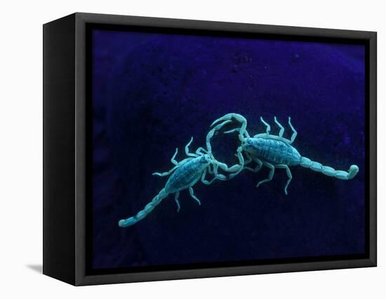 Two Scorpions Under Blacklight, Maverick County, Texas, USA-Cathy & Gordon Illg-Framed Premier Image Canvas