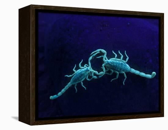 Two Scorpions Under Blacklight, Maverick County, Texas, USA-Cathy & Gordon Illg-Framed Premier Image Canvas