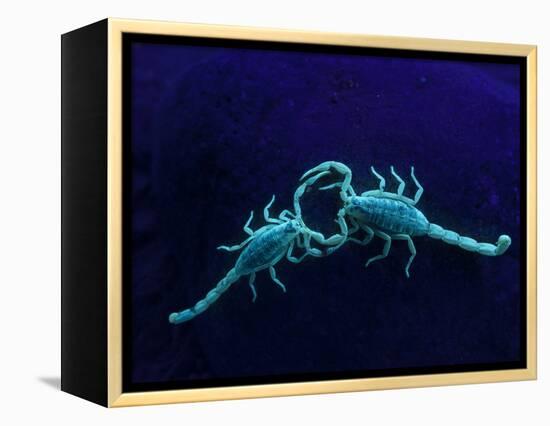 Two Scorpions Under Blacklight, Maverick County, Texas, USA-Cathy & Gordon Illg-Framed Premier Image Canvas