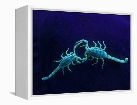 Two Scorpions Under Blacklight, Maverick County, Texas, USA-Cathy & Gordon Illg-Framed Premier Image Canvas