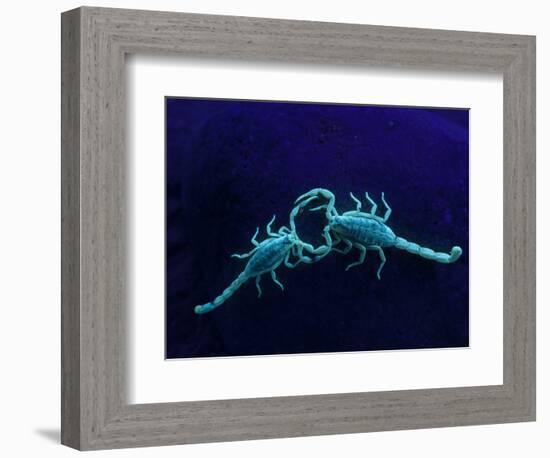 Two Scorpions Under Blacklight, Maverick County, Texas, USA-Cathy & Gordon Illg-Framed Photographic Print