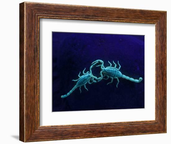 Two Scorpions Under Blacklight, Maverick County, Texas, USA-Cathy & Gordon Illg-Framed Photographic Print