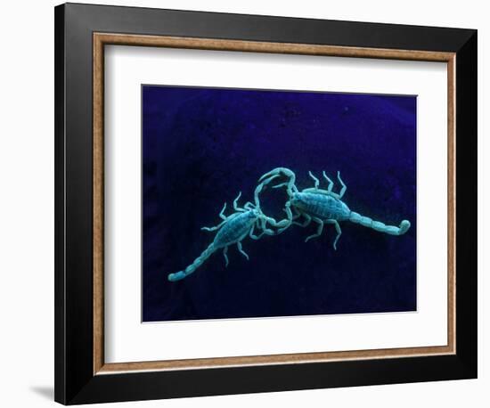 Two Scorpions Under Blacklight, Maverick County, Texas, USA-Cathy & Gordon Illg-Framed Photographic Print