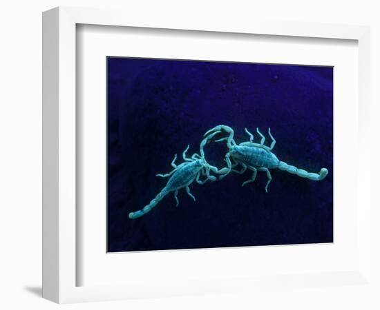 Two Scorpions Under Blacklight, Maverick County, Texas, USA-Cathy & Gordon Illg-Framed Photographic Print