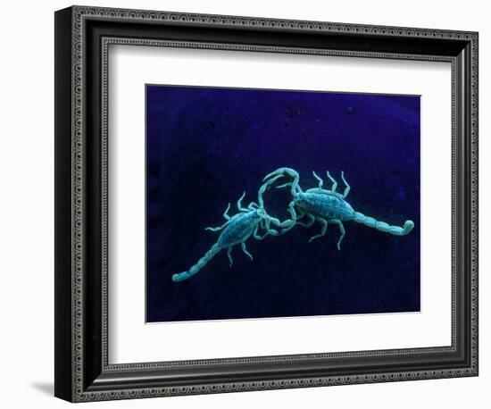 Two Scorpions Under Blacklight, Maverick County, Texas, USA-Cathy & Gordon Illg-Framed Photographic Print