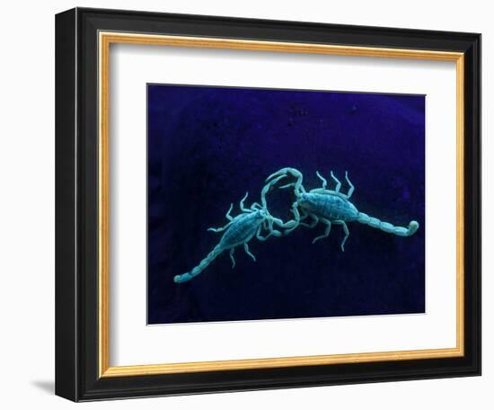 Two Scorpions Under Blacklight, Maverick County, Texas, USA-Cathy & Gordon Illg-Framed Photographic Print