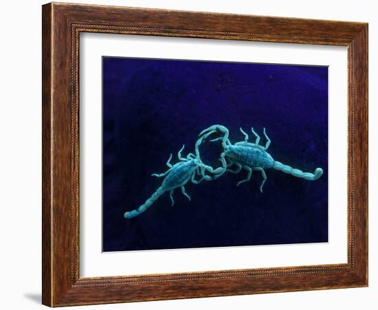 Two Scorpions Under Blacklight, Maverick County, Texas, USA-Cathy & Gordon Illg-Framed Photographic Print