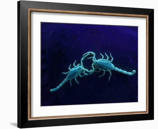 Two Scorpions Under Blacklight, Maverick County, Texas, USA-Cathy & Gordon Illg-Framed Photographic Print