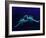 Two Scorpions Under Blacklight, Maverick County, Texas, USA-Cathy & Gordon Illg-Framed Photographic Print