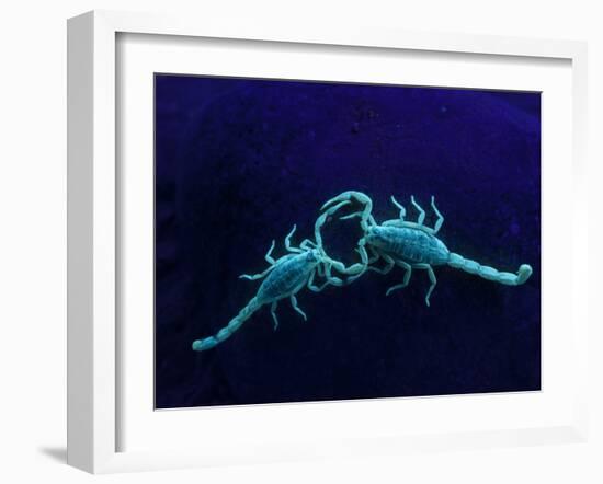 Two Scorpions Under Blacklight, Maverick County, Texas, USA-Cathy & Gordon Illg-Framed Photographic Print