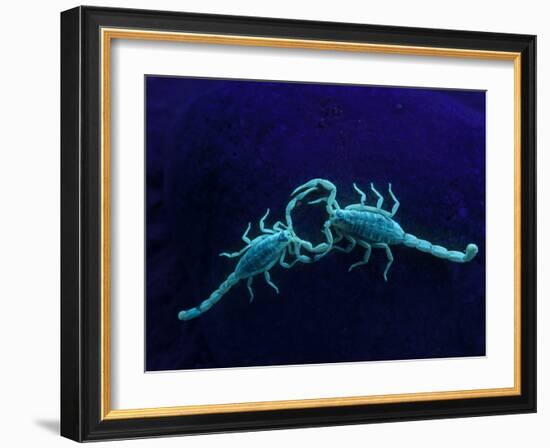 Two Scorpions Under Blacklight, Maverick County, Texas, USA-Cathy & Gordon Illg-Framed Photographic Print