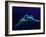 Two Scorpions Under Blacklight, Maverick County, Texas, USA-Cathy & Gordon Illg-Framed Photographic Print