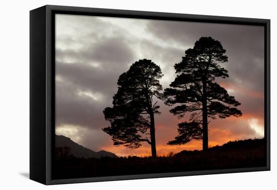 Two Scots Pine Trees (Pinus Sylvestris) Silhouetted at Sunset, Glen Affric, Scotland, UK-Peter Cairns-Framed Premier Image Canvas