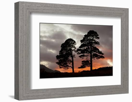 Two Scots Pine Trees (Pinus Sylvestris) Silhouetted at Sunset, Glen Affric, Scotland, UK-Peter Cairns-Framed Photographic Print