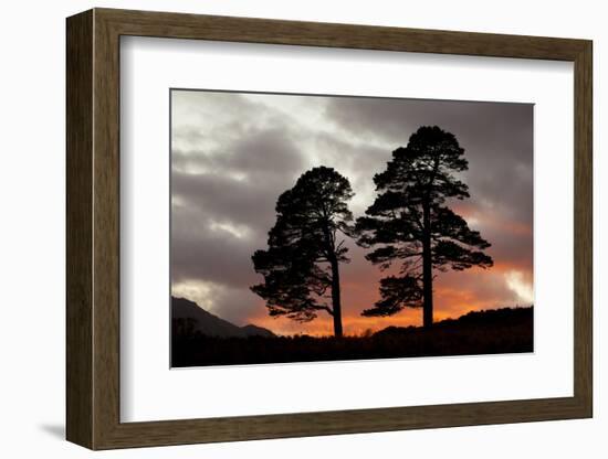 Two Scots Pine Trees (Pinus Sylvestris) Silhouetted at Sunset, Glen Affric, Scotland, UK-Peter Cairns-Framed Photographic Print