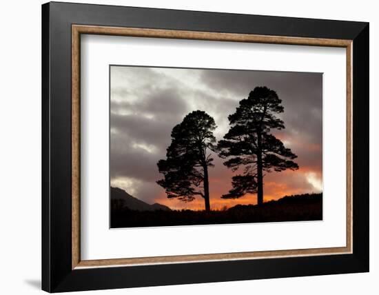 Two Scots Pine Trees (Pinus Sylvestris) Silhouetted at Sunset, Glen Affric, Scotland, UK-Peter Cairns-Framed Photographic Print