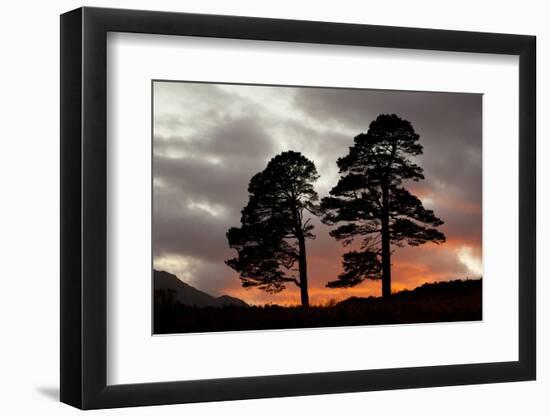 Two Scots Pine Trees (Pinus Sylvestris) Silhouetted at Sunset, Glen Affric, Scotland, UK-Peter Cairns-Framed Photographic Print
