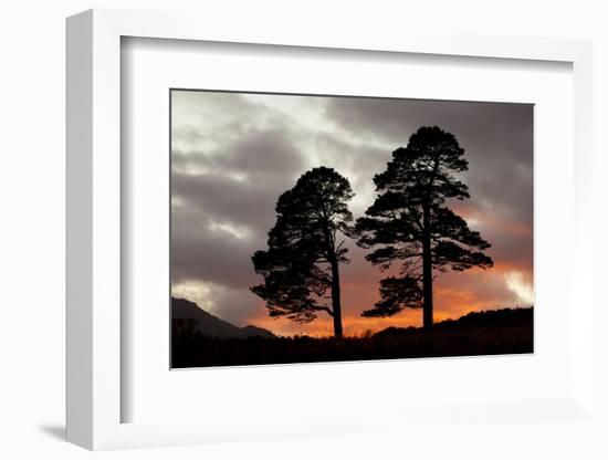 Two Scots Pine Trees (Pinus Sylvestris) Silhouetted at Sunset, Glen Affric, Scotland, UK-Peter Cairns-Framed Photographic Print