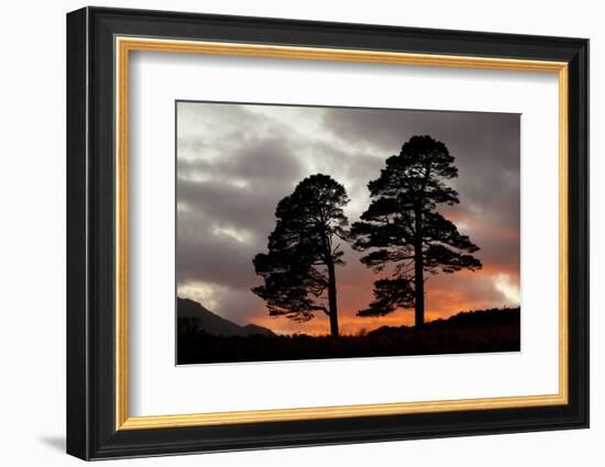 Two Scots Pine Trees (Pinus Sylvestris) Silhouetted at Sunset, Glen Affric, Scotland, UK-Peter Cairns-Framed Photographic Print