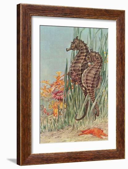 Two Seahorses-null-Framed Premium Giclee Print