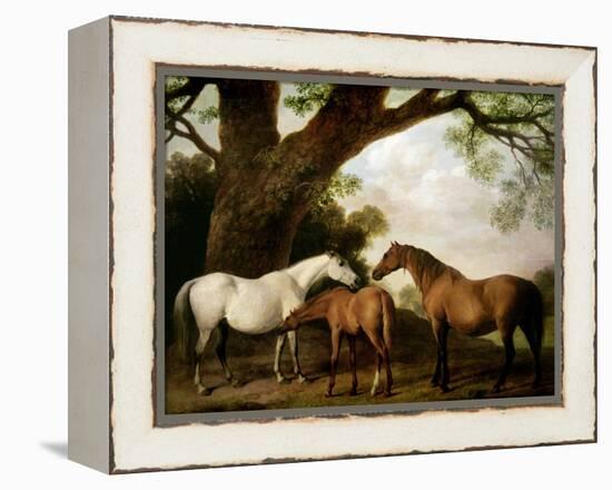 Two Shafto Mares and a Foal, 1774-George Stubbs-Framed Premier Image Canvas