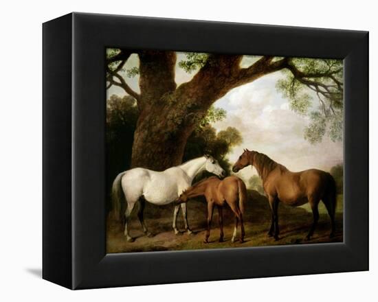 Two Shafto Mares and a Foal, 1774-George Stubbs-Framed Premier Image Canvas