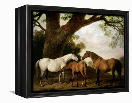 Two Shafto Mares and a Foal, 1774-George Stubbs-Framed Premier Image Canvas