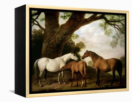 Two Shafto Mares and a Foal, 1774-George Stubbs-Framed Premier Image Canvas