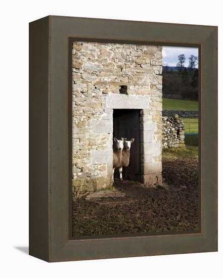 Two Sheep in a Field Barn Near Aysgarth, Yorkshire Dales, England, United Kingdom, Europe-Mark Sunderland-Framed Premier Image Canvas