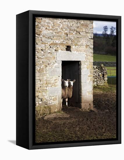 Two Sheep in a Field Barn Near Aysgarth, Yorkshire Dales, England, United Kingdom, Europe-Mark Sunderland-Framed Premier Image Canvas